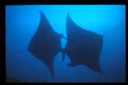 2 mantas caught during a dive in the maldives in 2006. by Andy Kutsch 